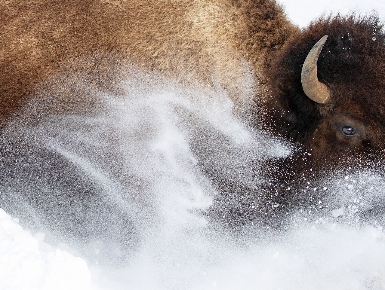 Close up photograph showing part of the face and shoulder of a bison in the snow. 
