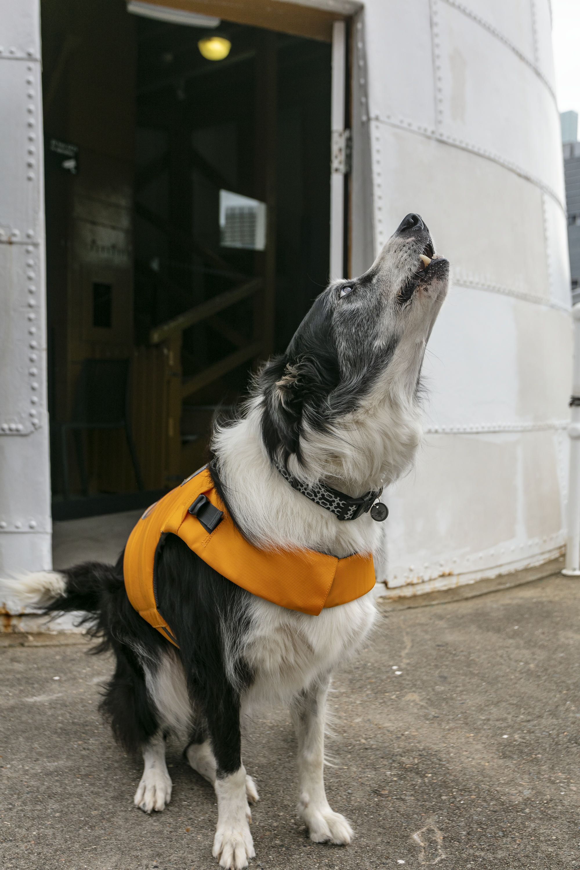 A photo of a dog, a black and white border collie, barking outside the base of a white lighthouse.