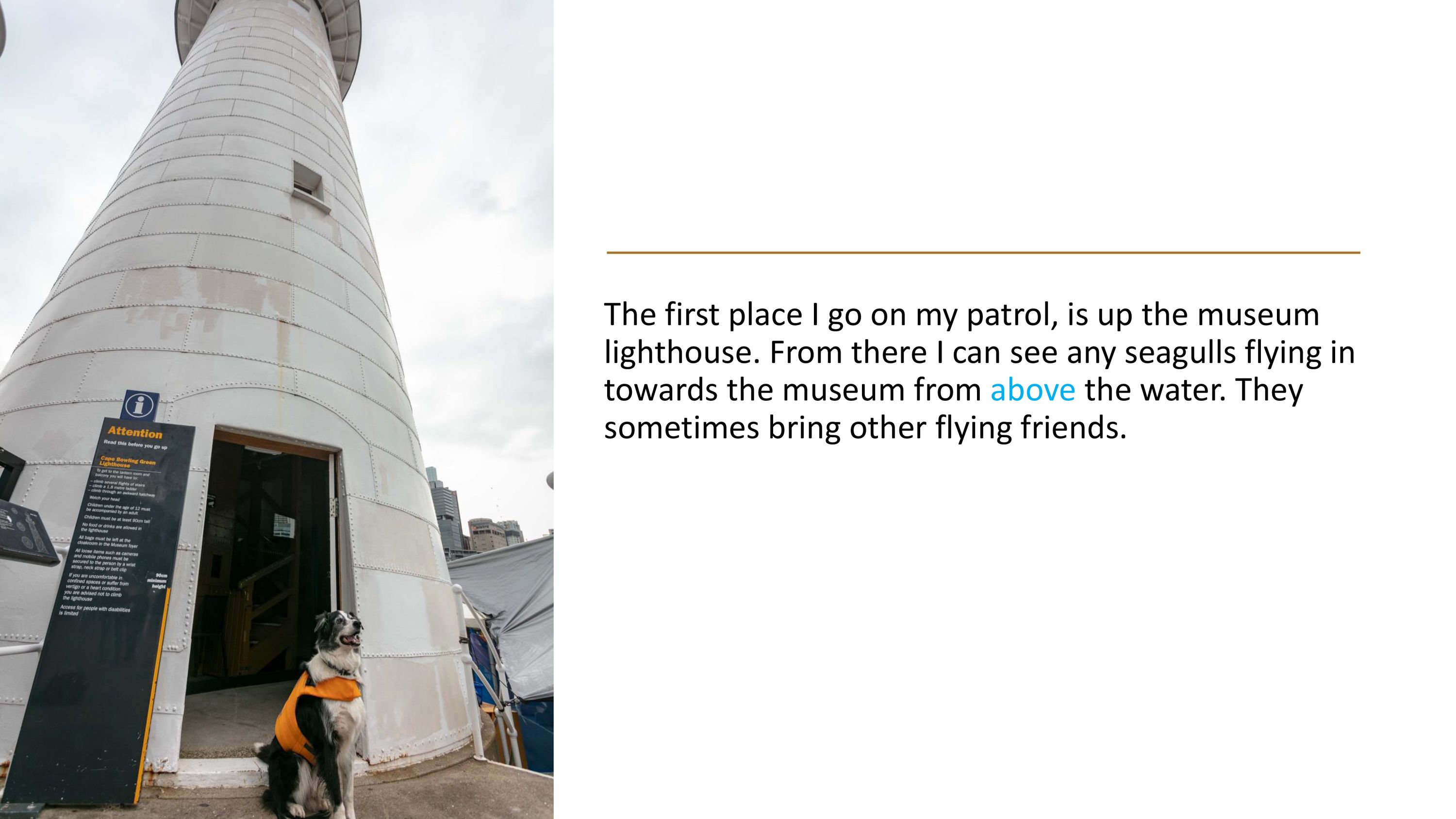 The first place I go on my patrol, is up the museum  lighthouse. From there I can see any seagulls flying in  towards the museum from above the water. They  sometimes bring other flying friends.