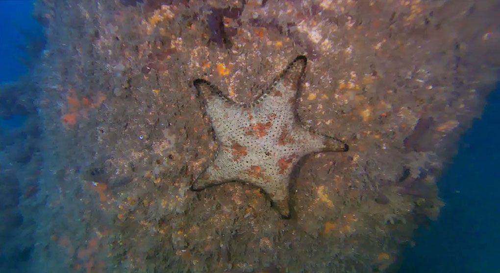 Photo taken underwater showing a orange, brown starfish.