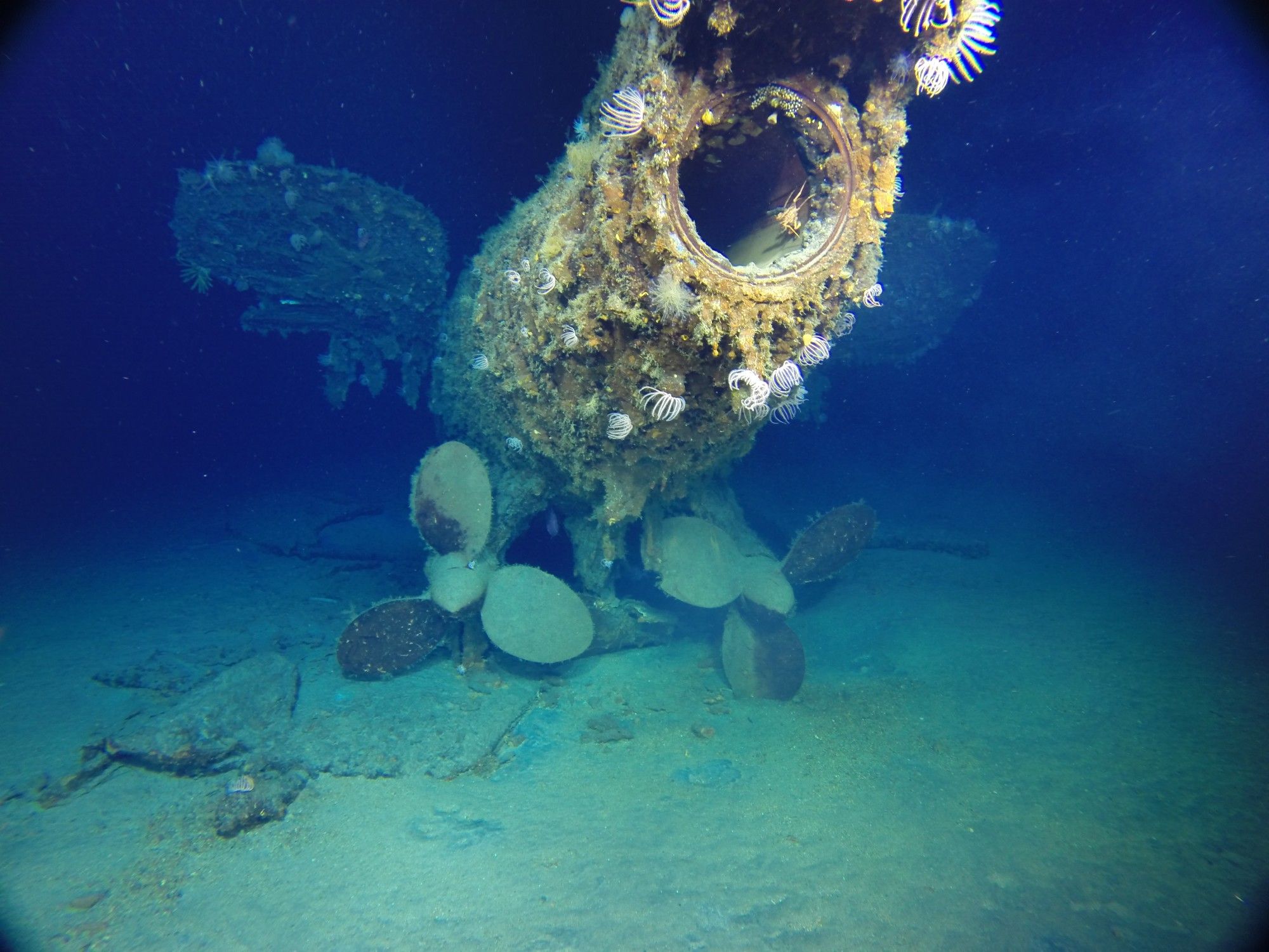 Photo taken underwater showing the shipwreck of a submarine. The rudder and propellers are visible, the the wreck is covered in growth. 
