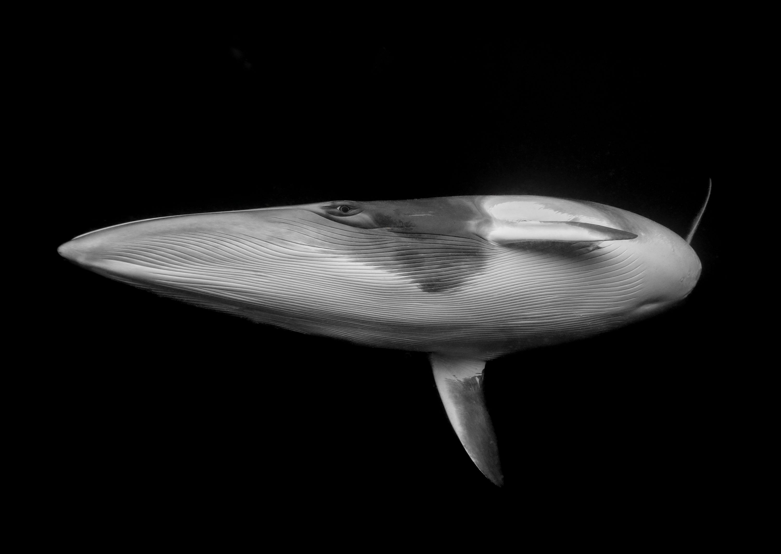 Black and White Photograph taken underwater showing the underside of a large whale.