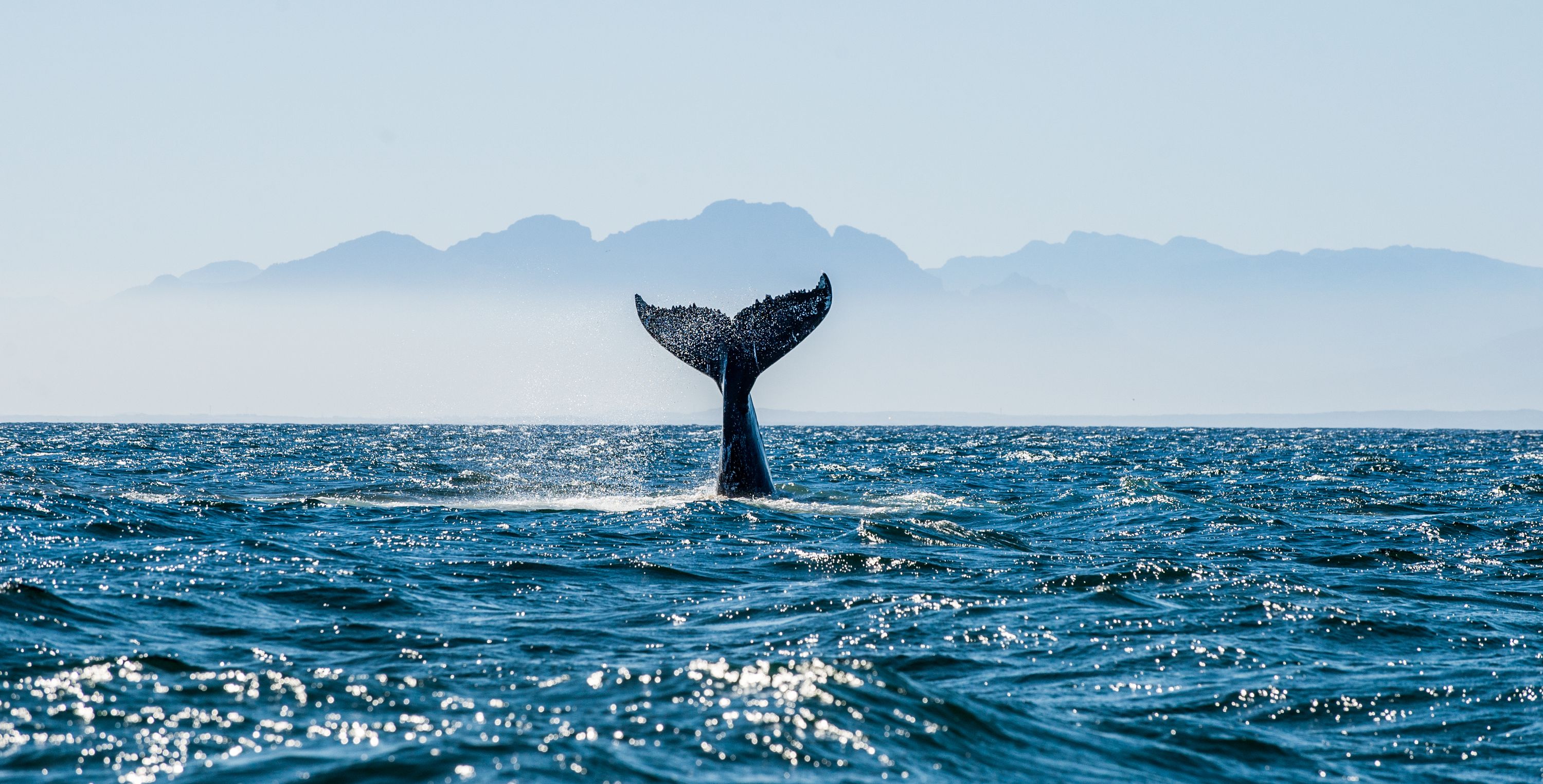 Photo of a whale's tail out sticking vertically out of the ocean.