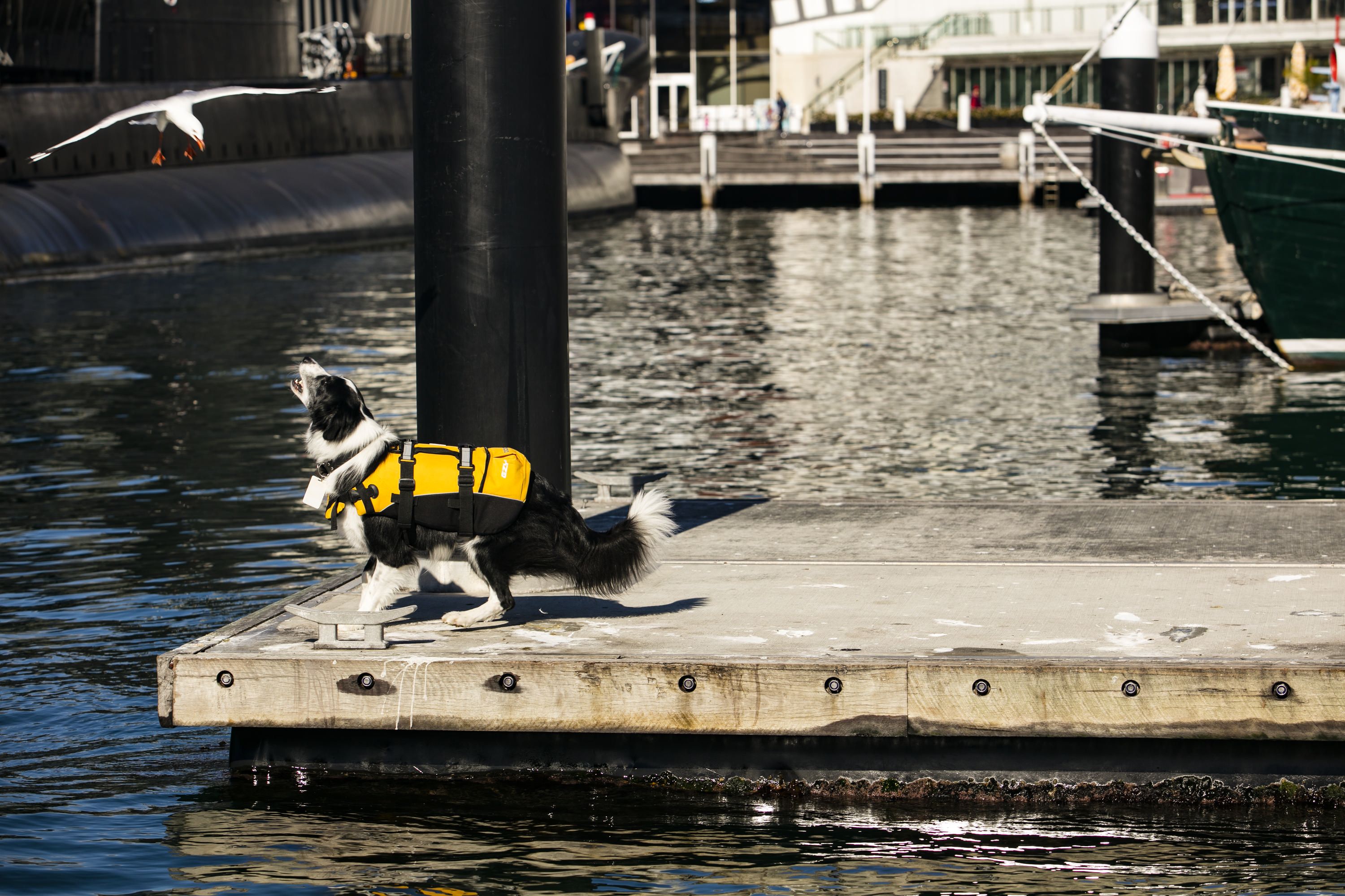 Photo of a dog wearing a yellow life jacket safety vest, chasing seagulls on a wharf. 