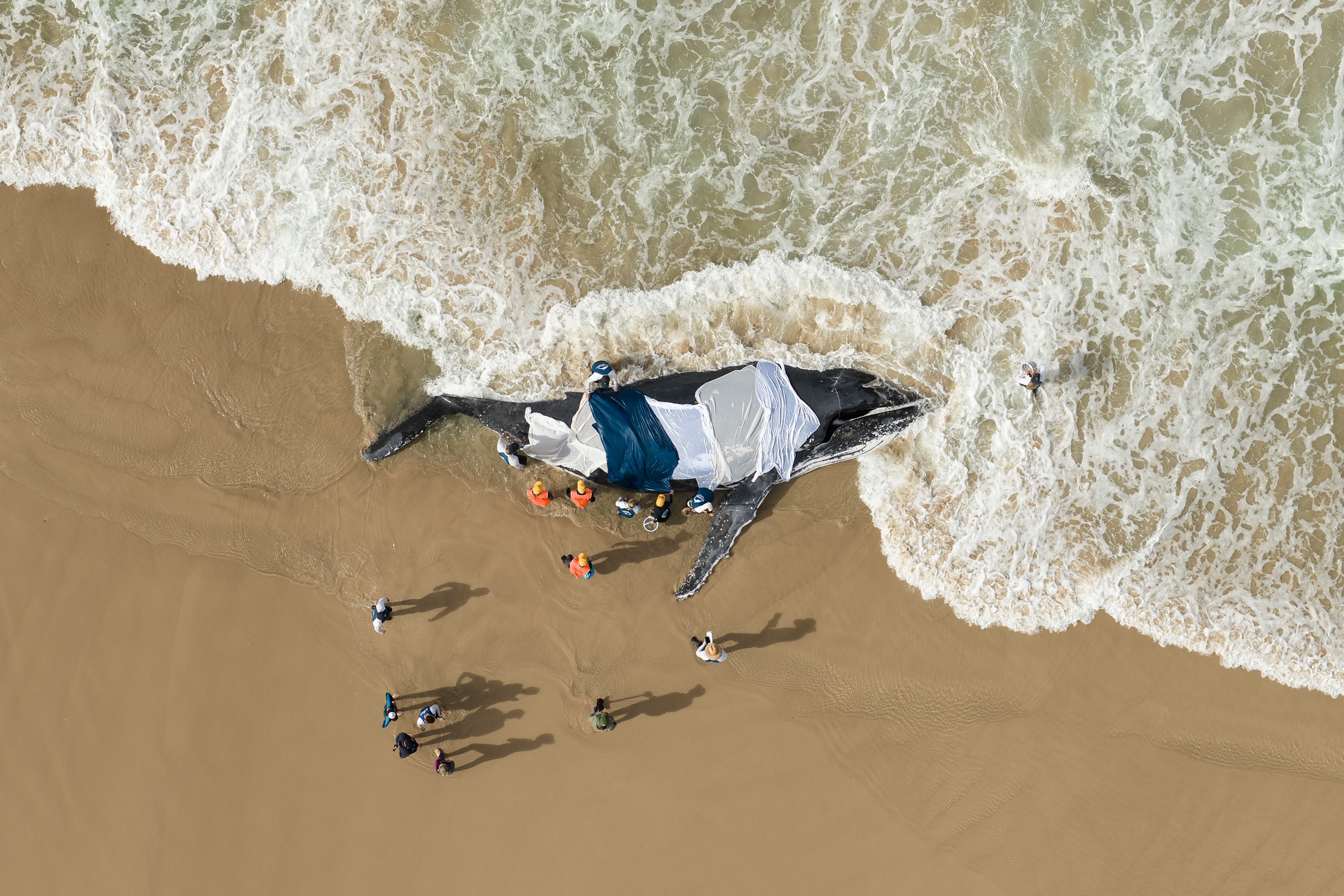 Photograph taken from a drone above a beached whale, with wet sheets over its body and people attempting to help.