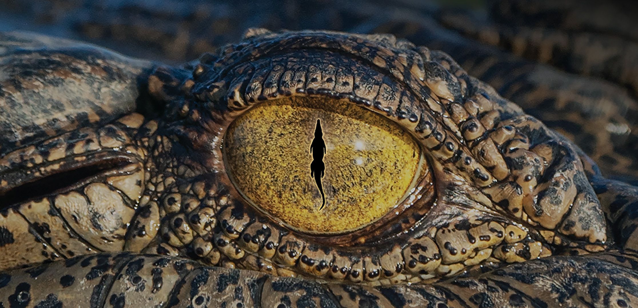 A close-up Photograph of a crocodile’s eye with a graphic overlay of crocodile shaped pupil