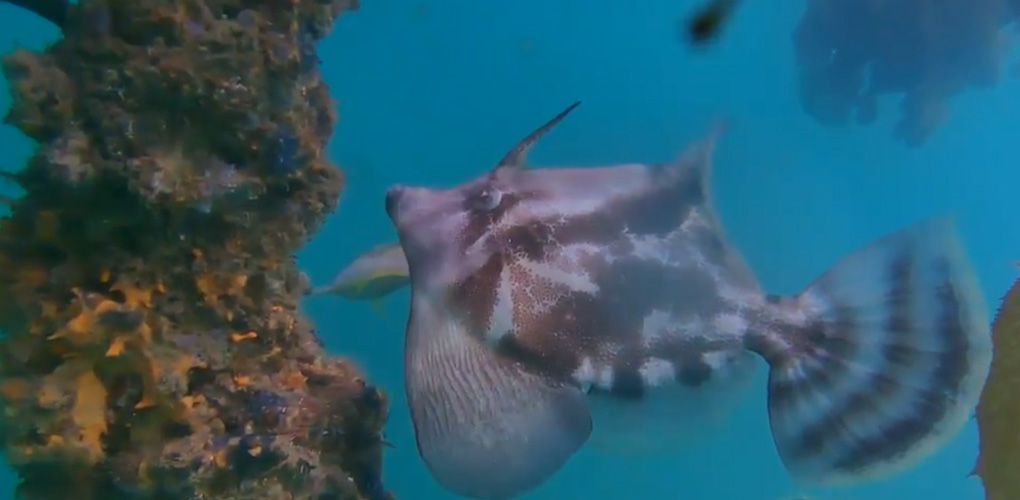 Photo taken underwater of a fish with grey patterns.