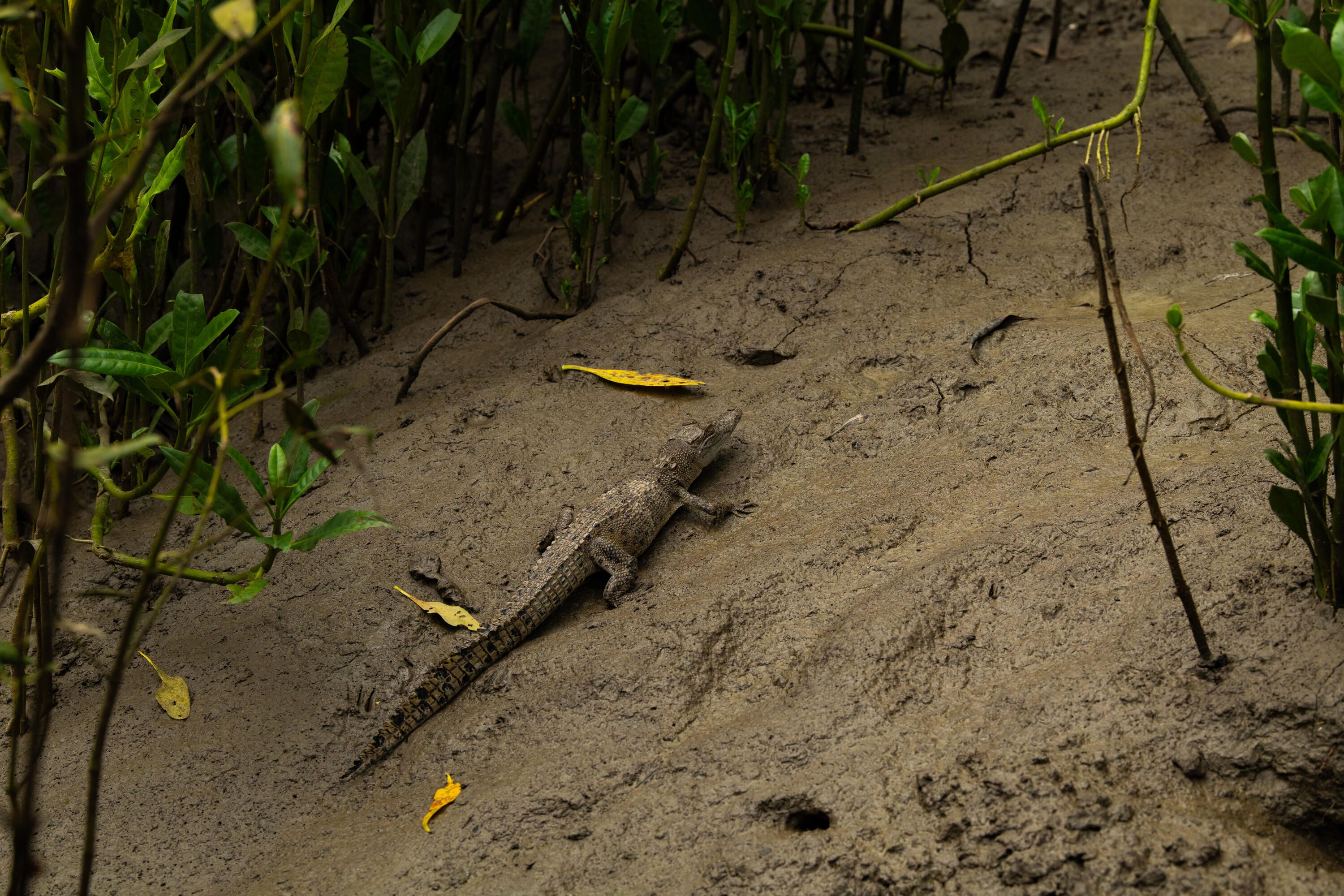Photo of a small crocodile coming out of the water on brown ground with green plants around.