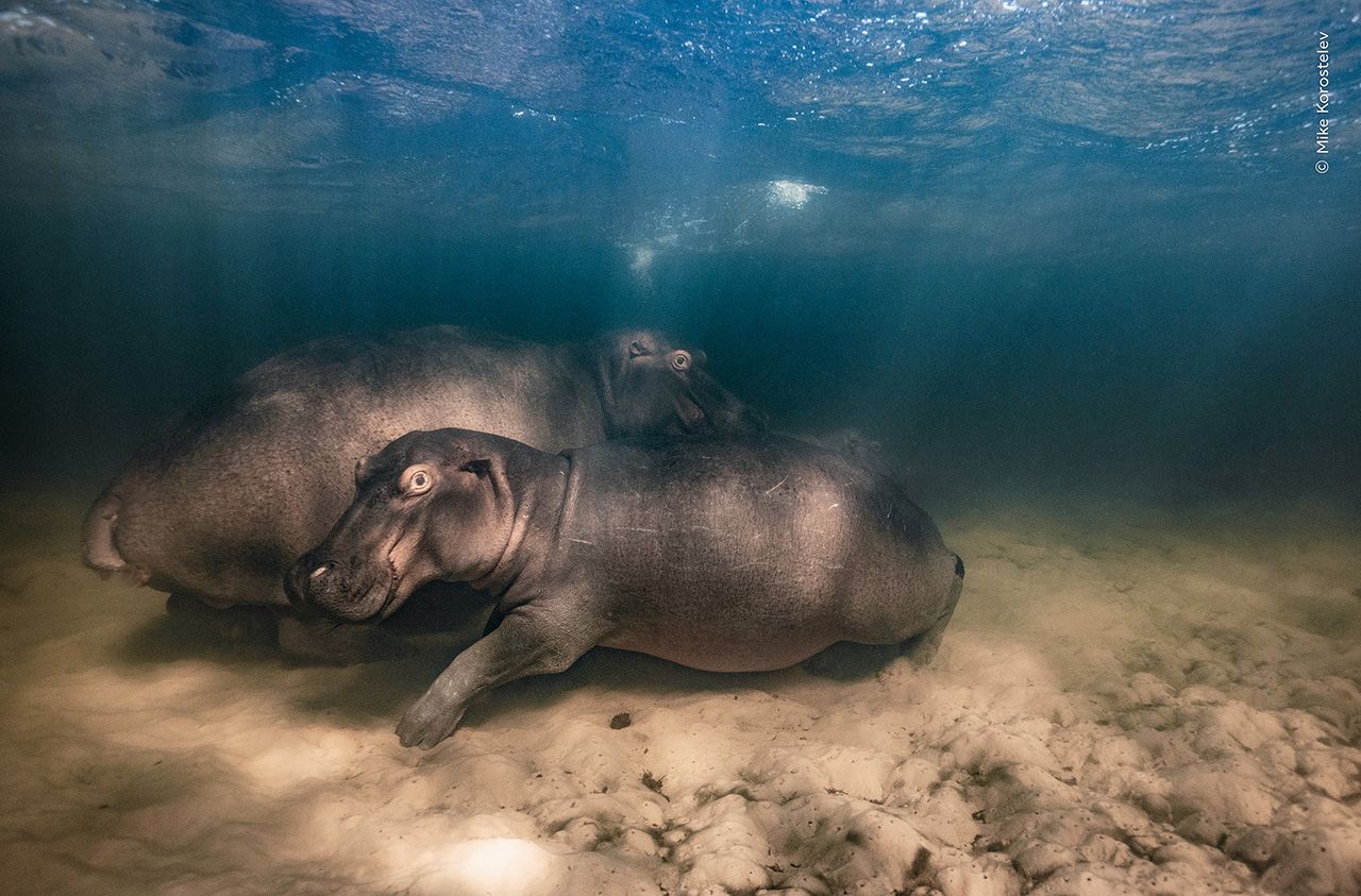 Photograph of Hippos underwater