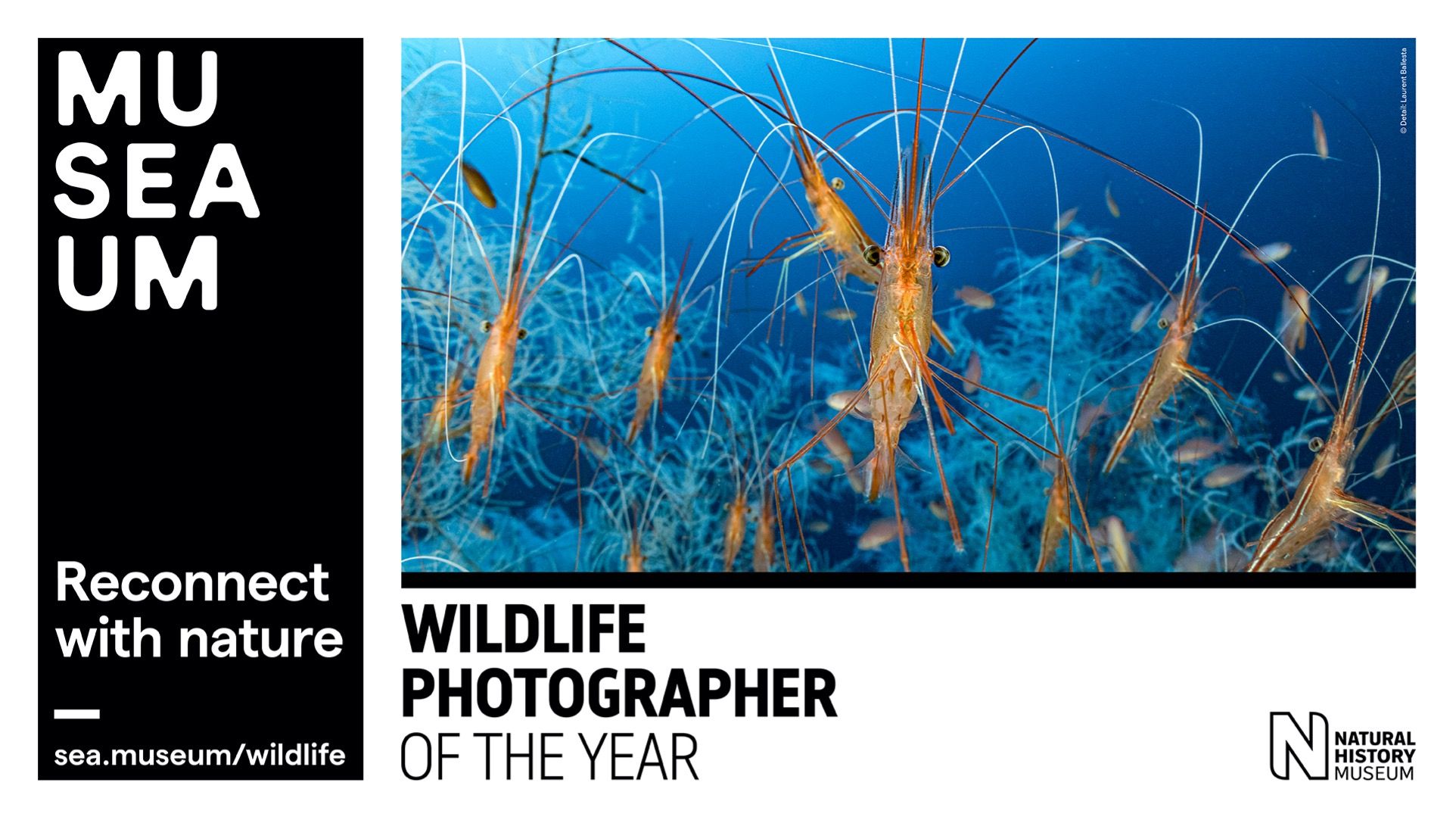 Poster advertising Wildlife Photographer of the year
