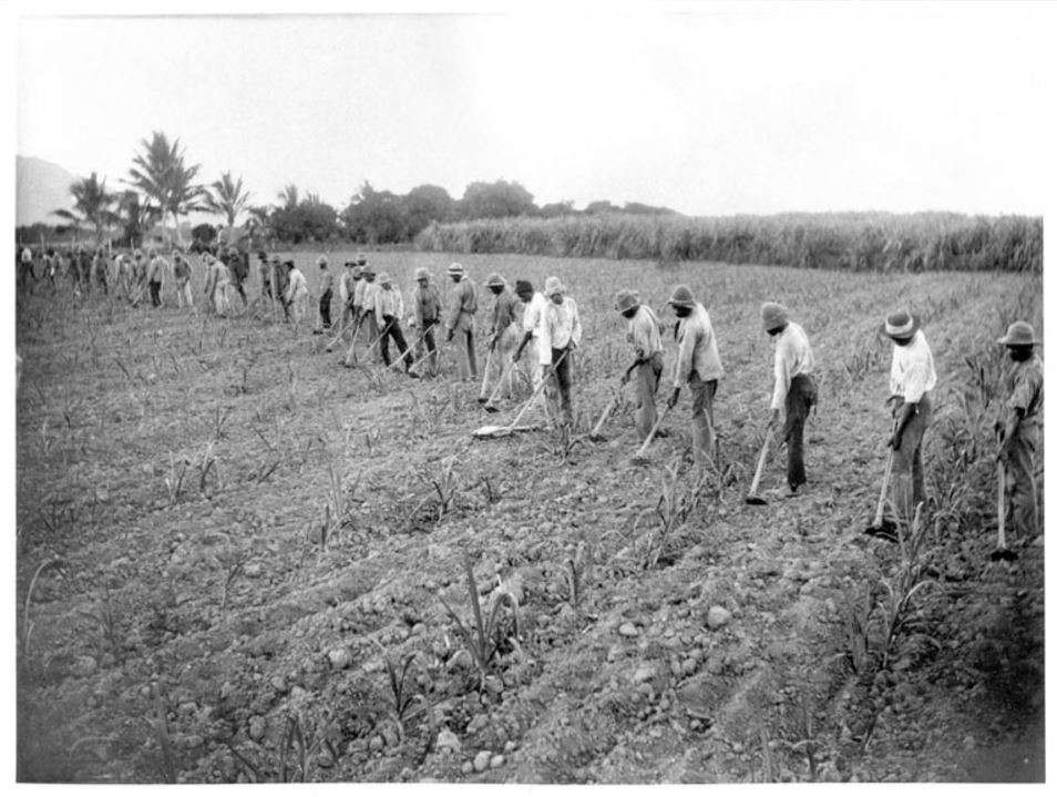 South Sea Islanders working in a field, c 1870-1900.