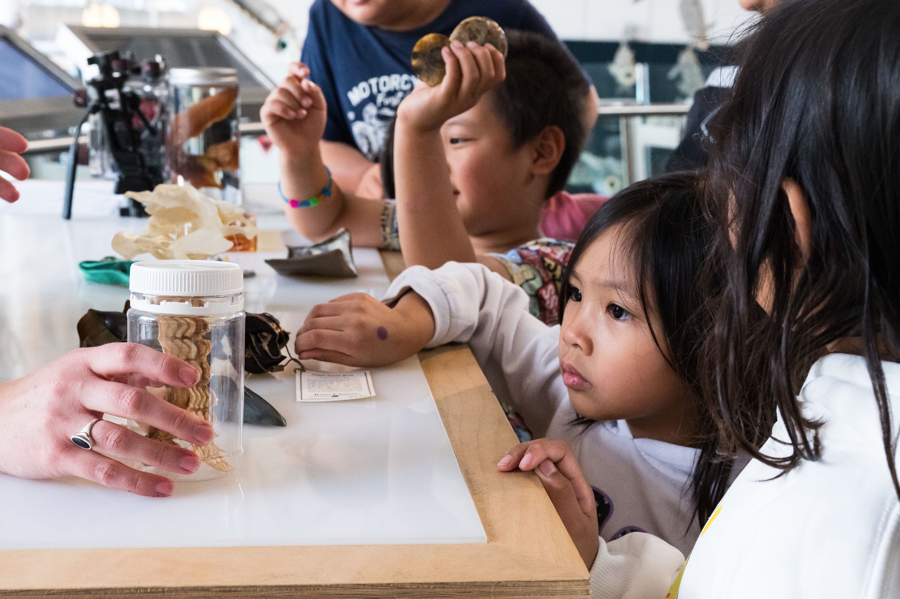 Photo of a group of children looking at a table of specimens and objects they can touch