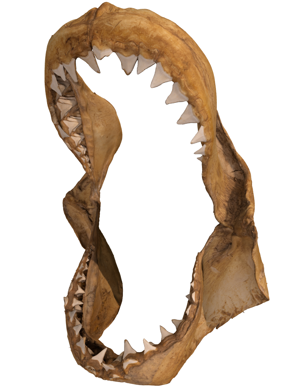 Screenshot of a 3D model of an open shark jaw with many sharp, triangular teeth. 