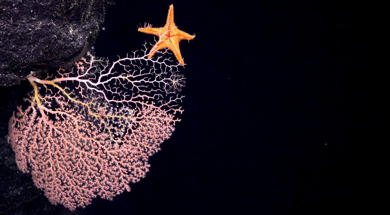 Photograph of a sea star and a fan shaped coral at night, with a black background.