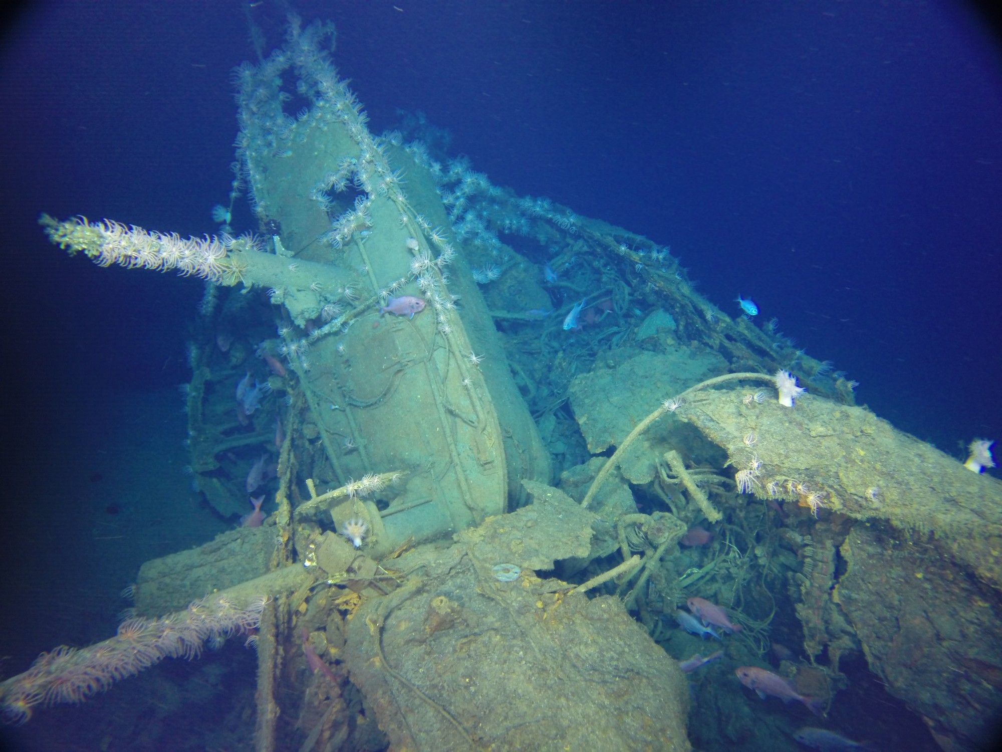 Photo taken underwater showing a shipwrecked submarine covered in marine life. 