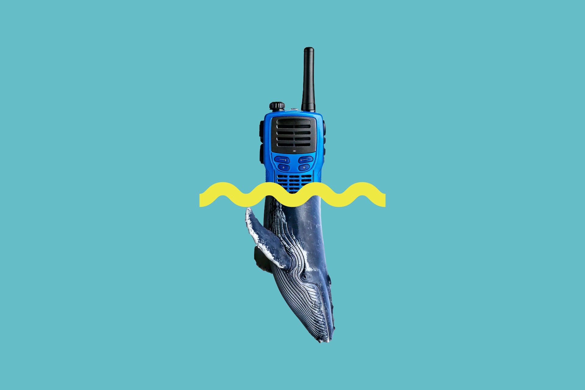 Graphic showing a mashup on a blue walkie talkie and the front half of a whale.