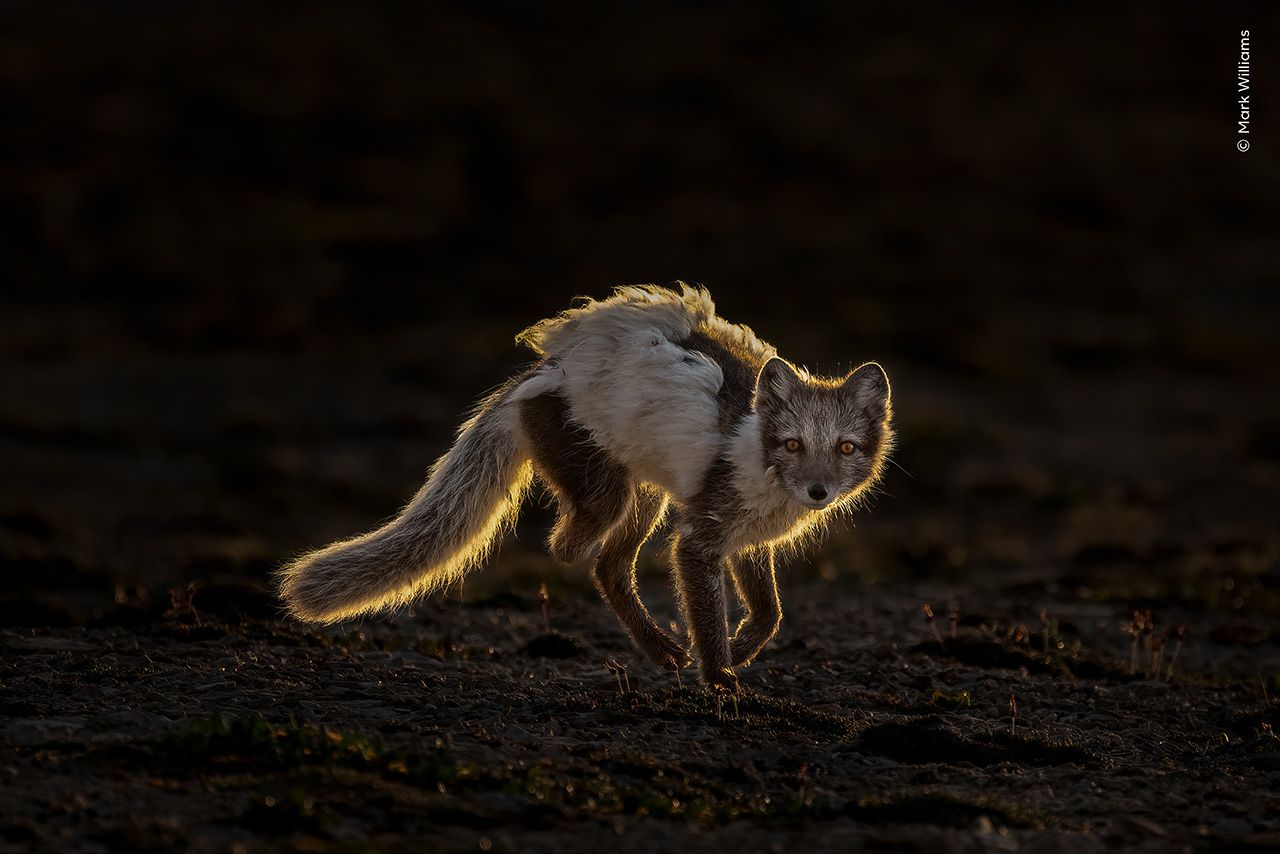 Photograph of an Arctic fox backlight with a dark background.