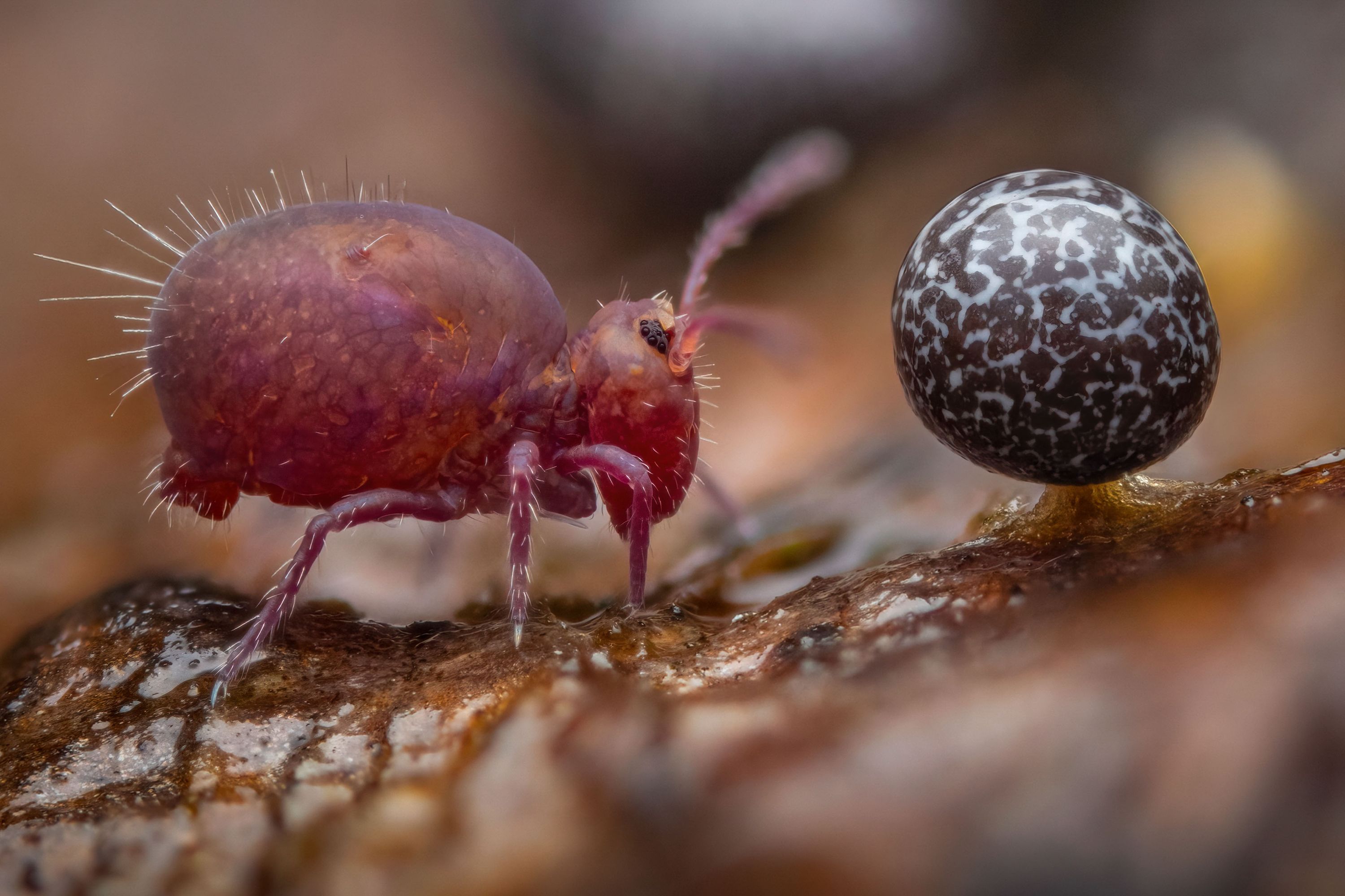 Close up photo showing a small red insect 