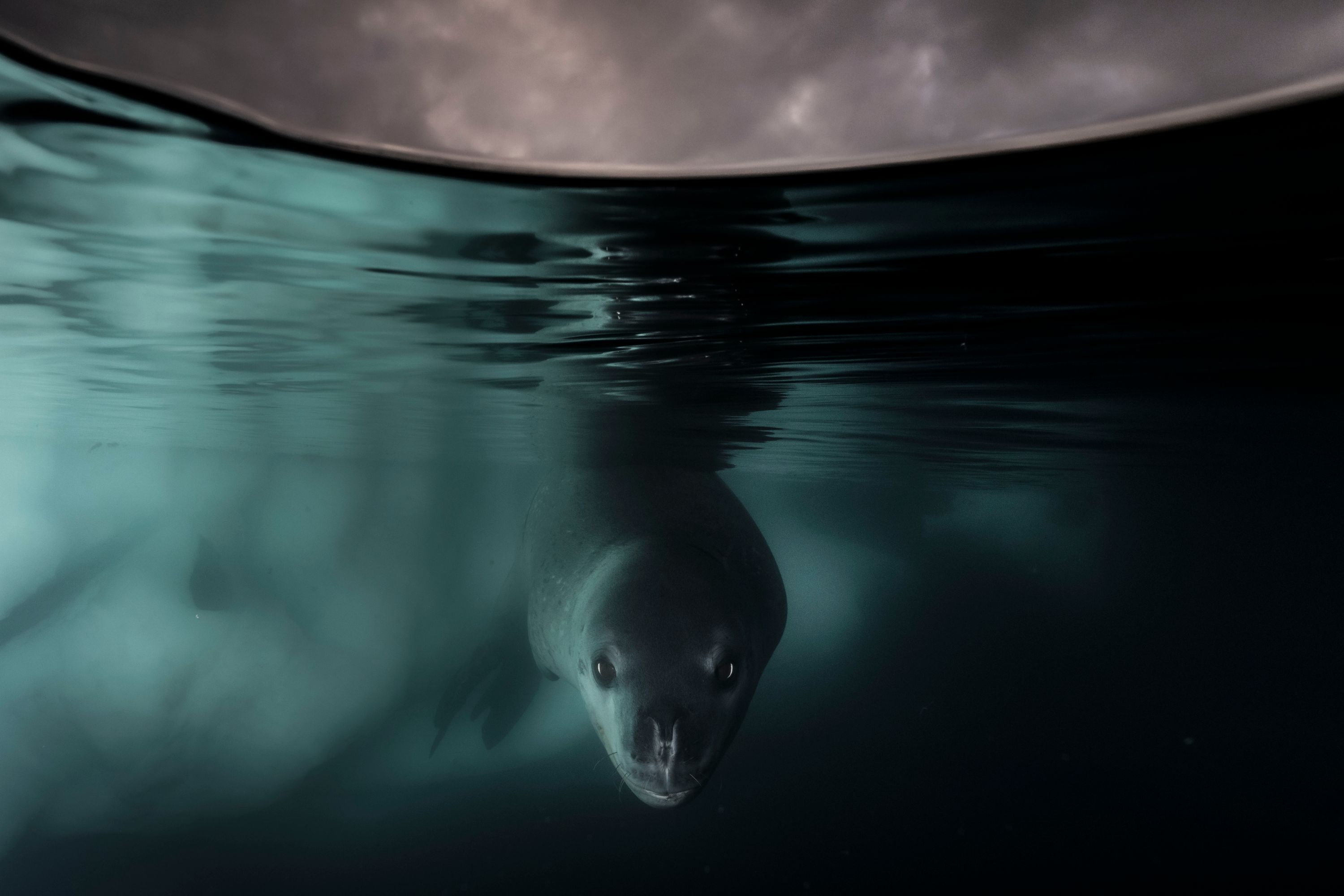 Photo taken underwater showing a seal's face coming towards the camera