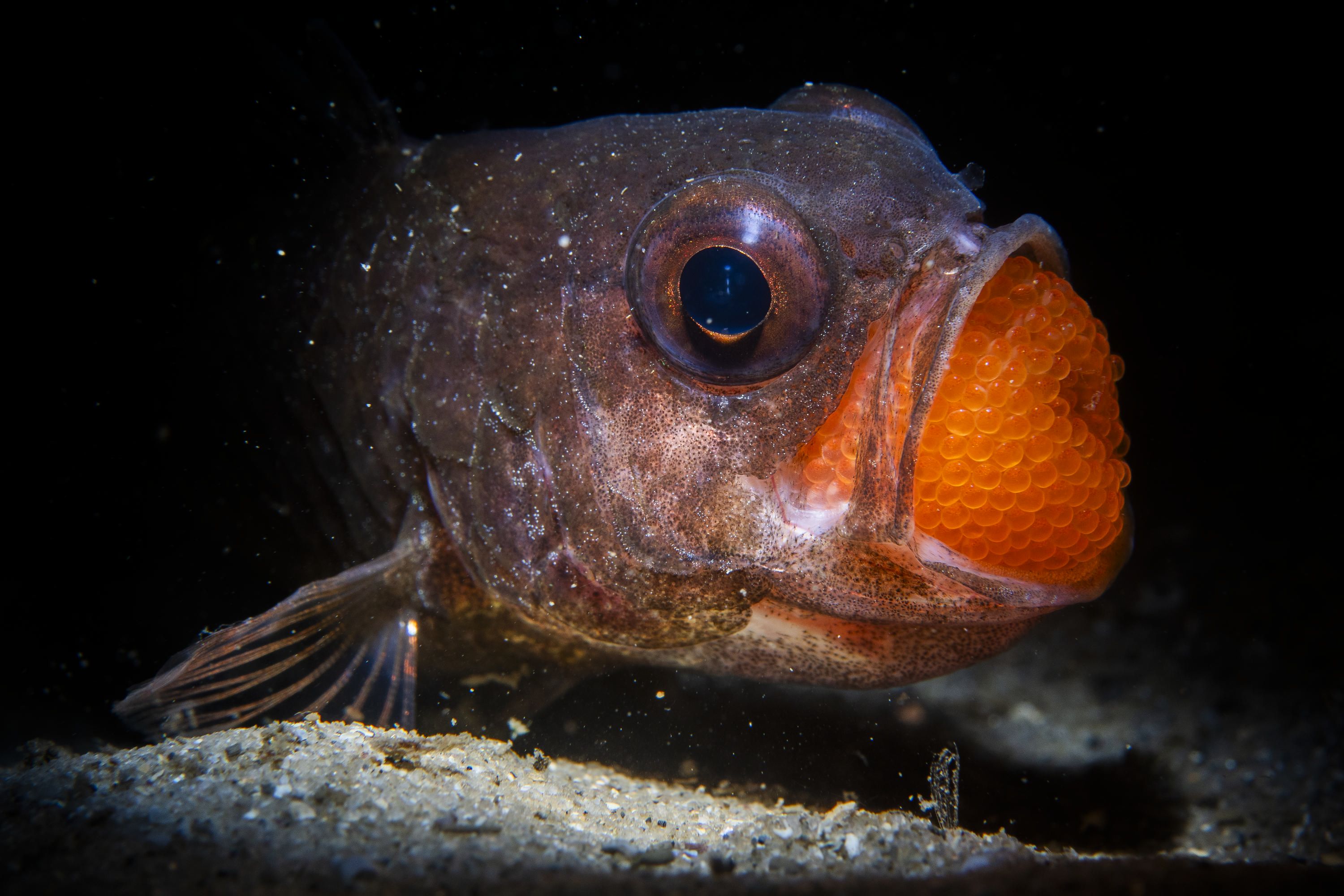 Photograph showing a brown fish with a huge number of small orange eggs in its mouth.   