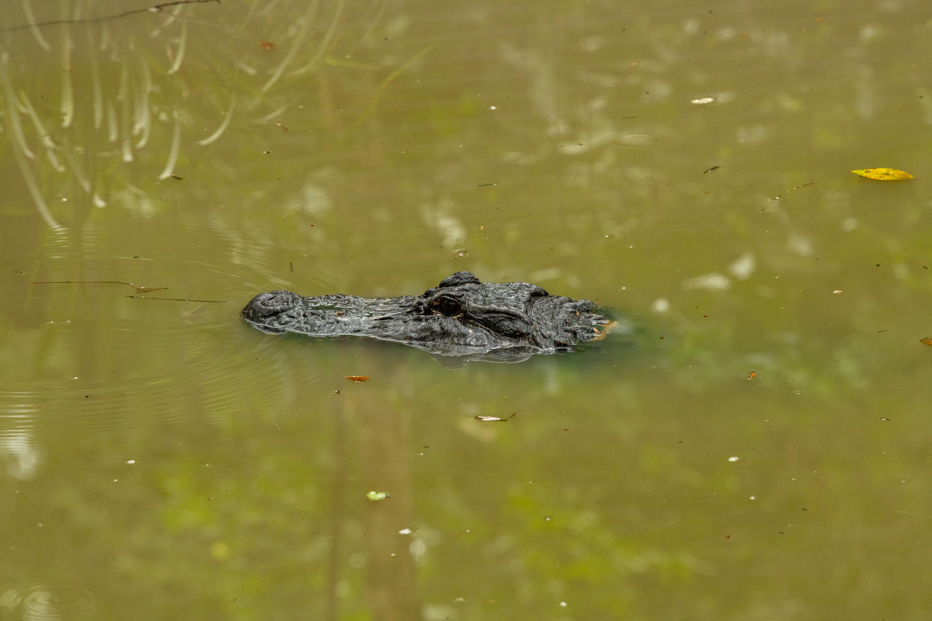 Photo of a crocodile's head showing above the green water.