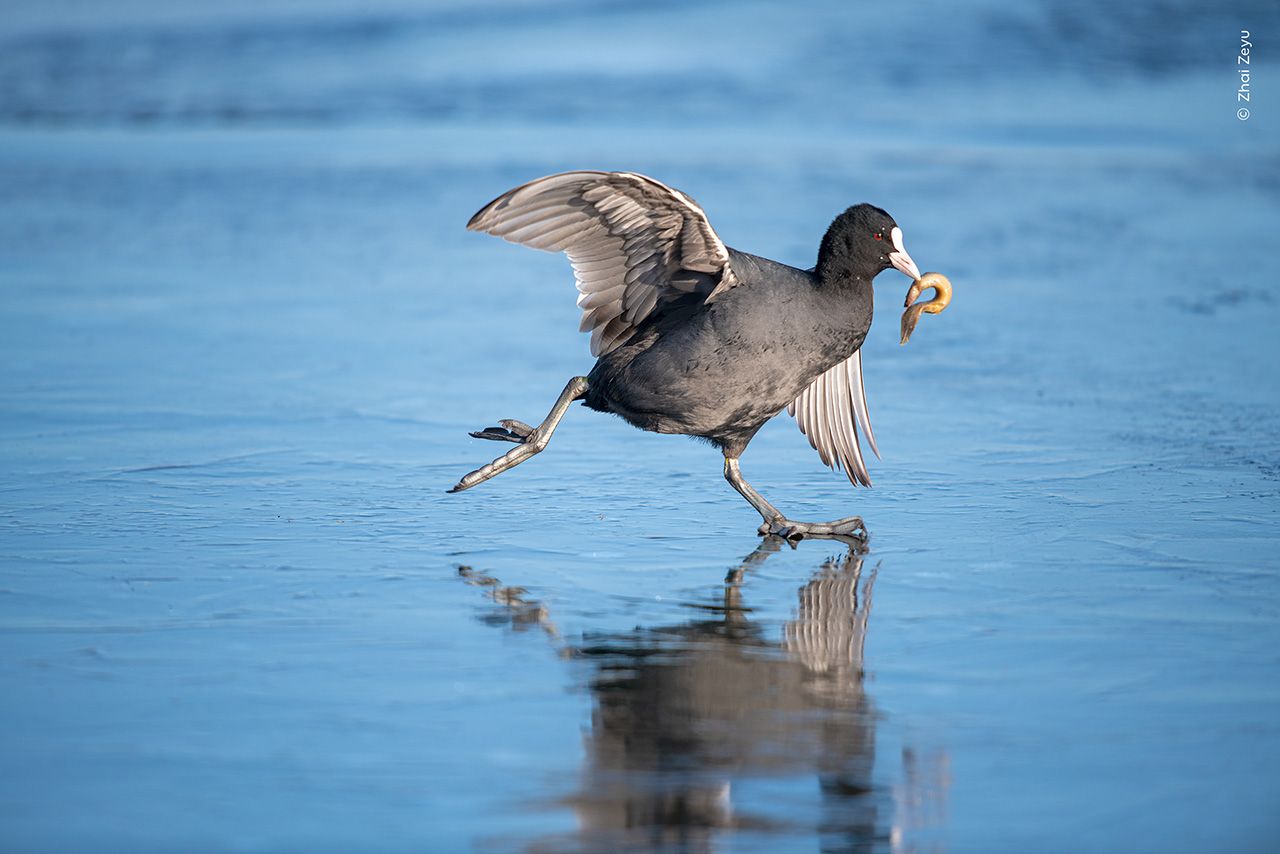 A common coot walking across the water with a loach caught in its mouth.