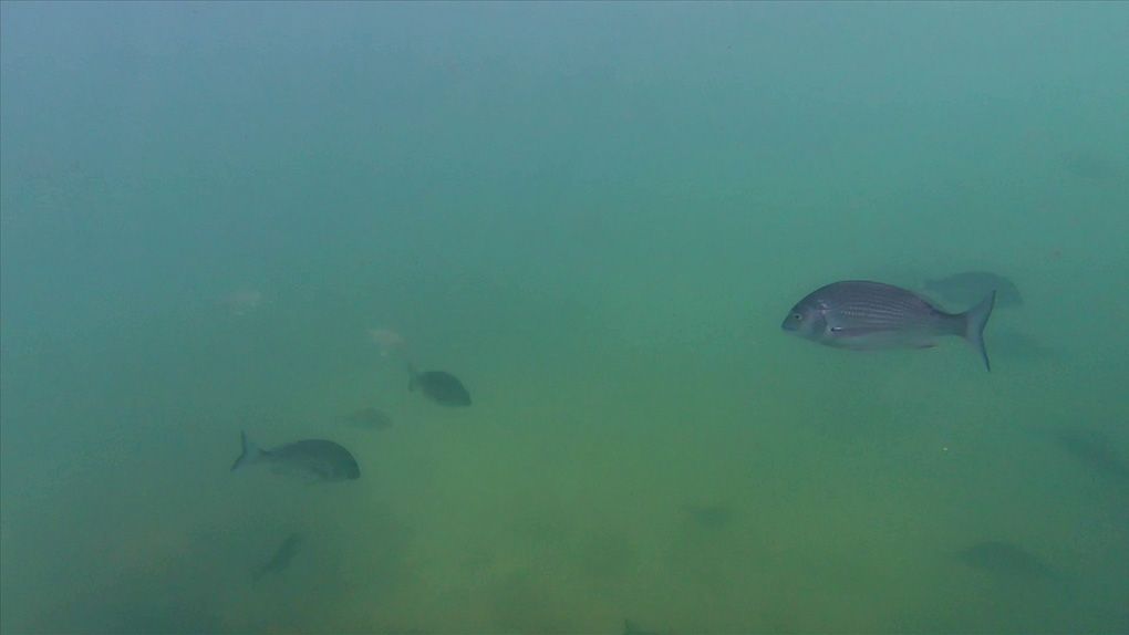 Photo taken underwater of different fish. 
