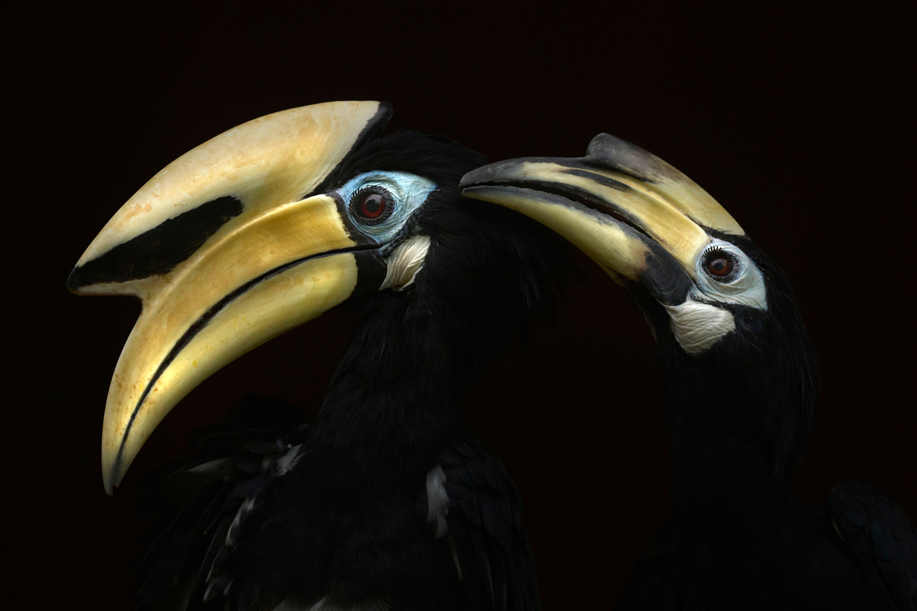 A photograph showing light yellow beaks of black birds, bodies hidden with a black background.