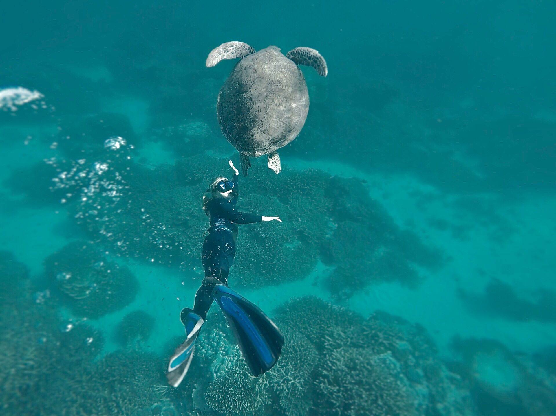 Girl swimming underwater with a large turtle. She is wearing a snorkle, wetsuit and fins