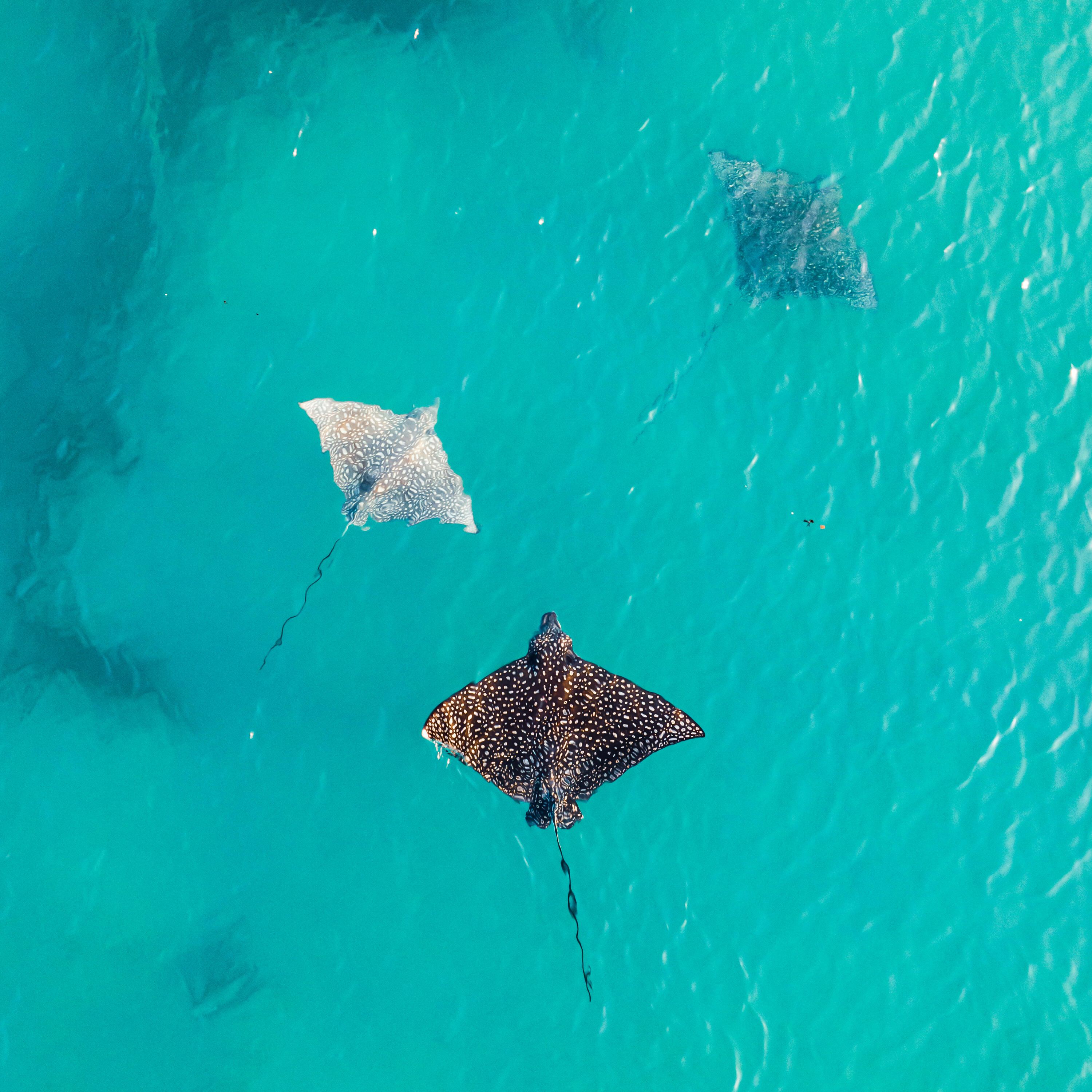 Spotted Eagle Rays swimming in shallow water