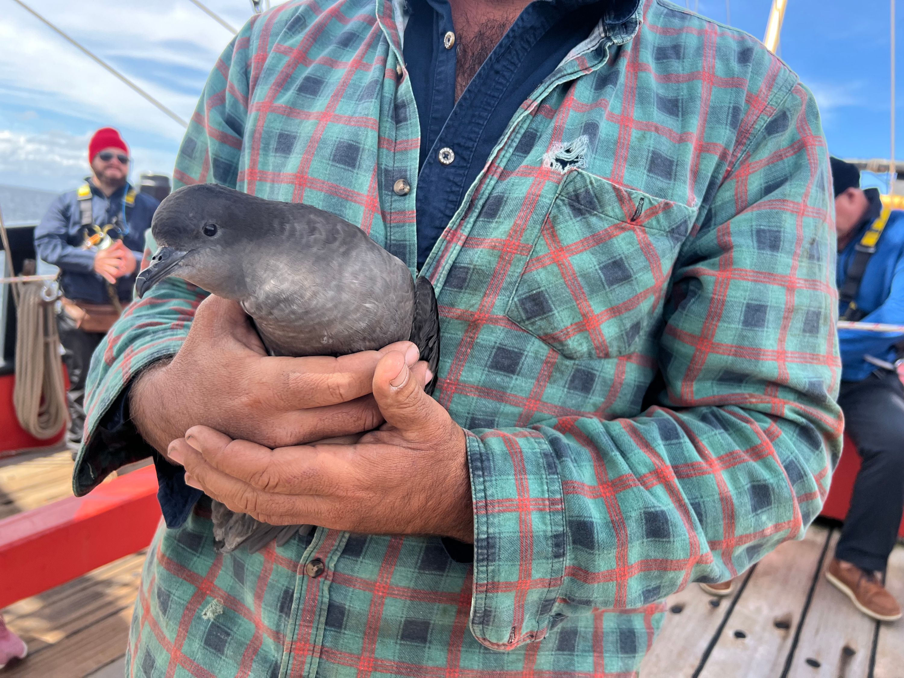 Photo of a black and grey bird being held by a person in a checked shirt.