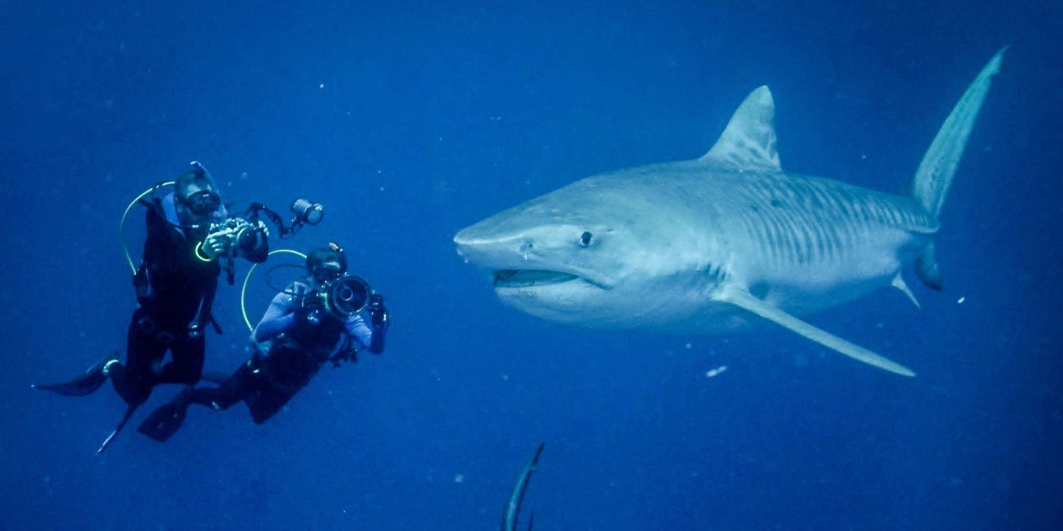 Photo of 2 underwater divers filming a large great white shark