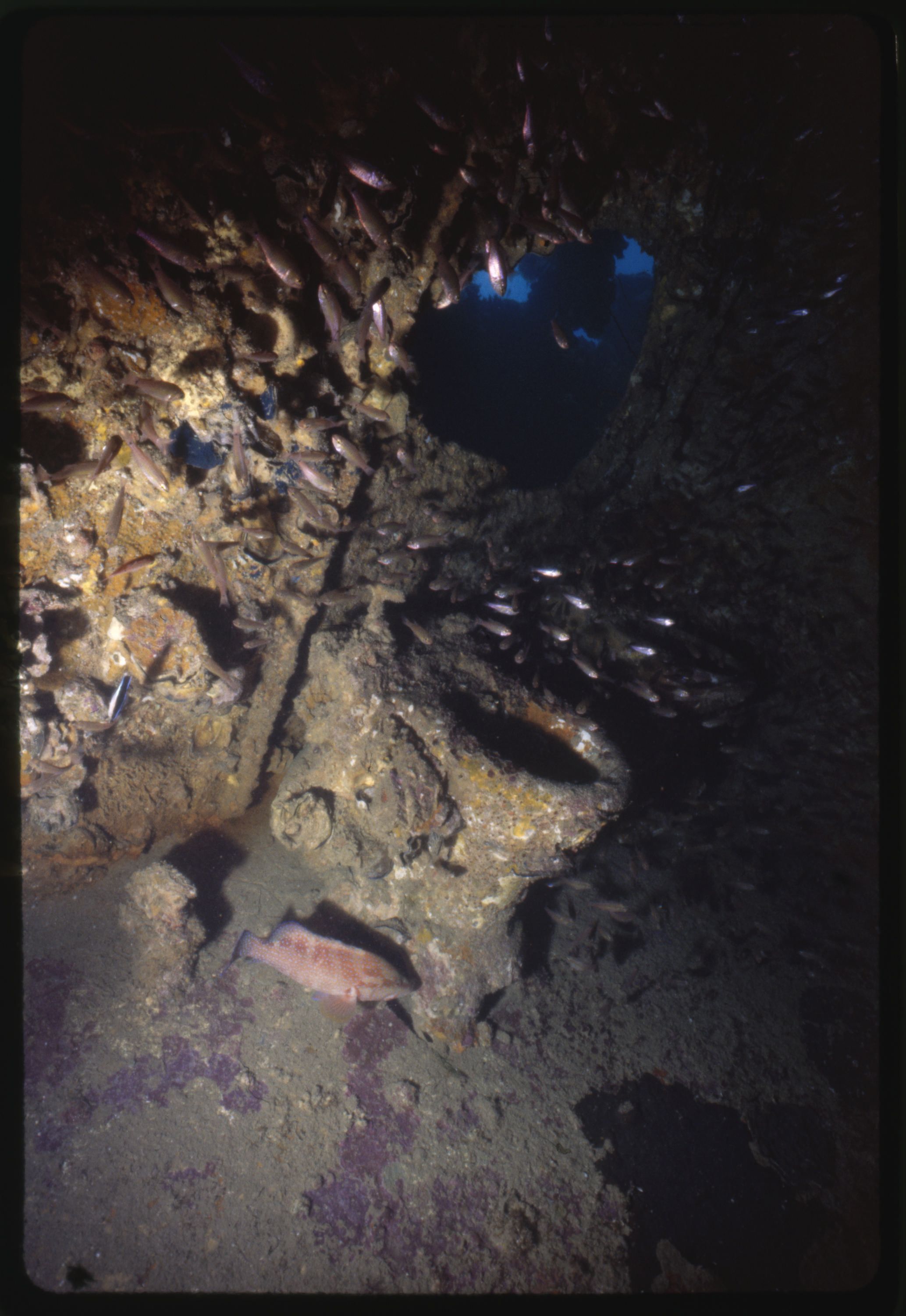 Photo taken underwater showing toilets in a shipwreck. There are fish swimming around. 
