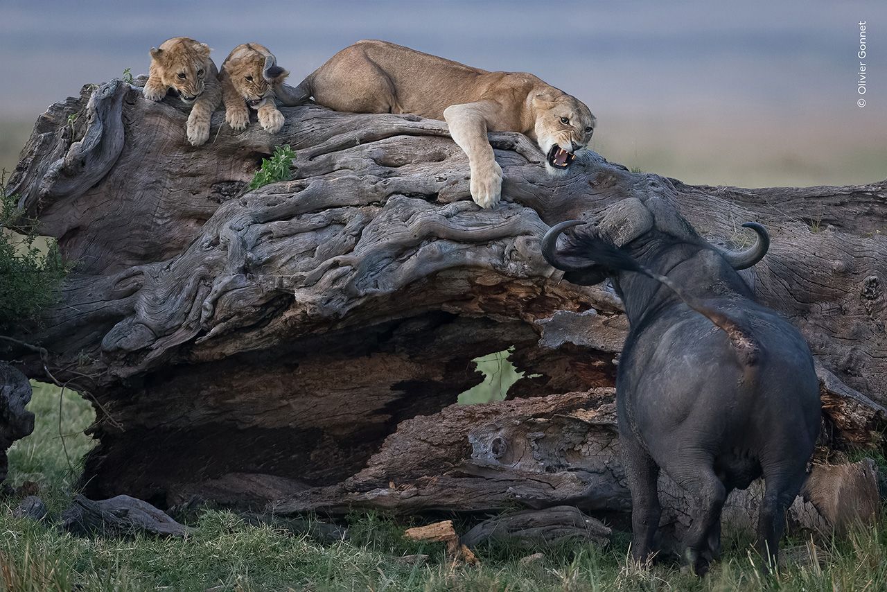 A lion and cubs in a standoff with a buffalo.