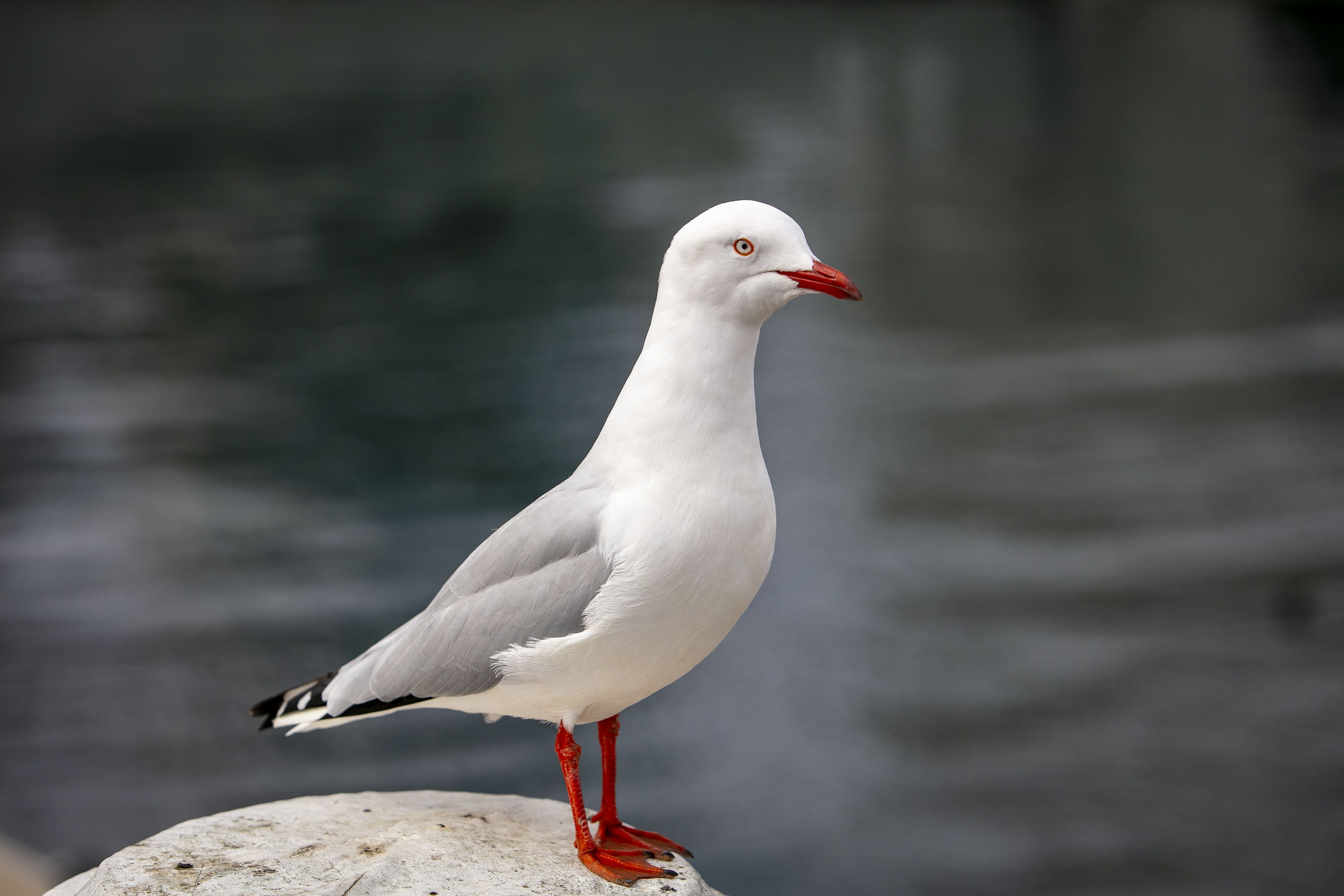 Close up photo showing a seagull. 