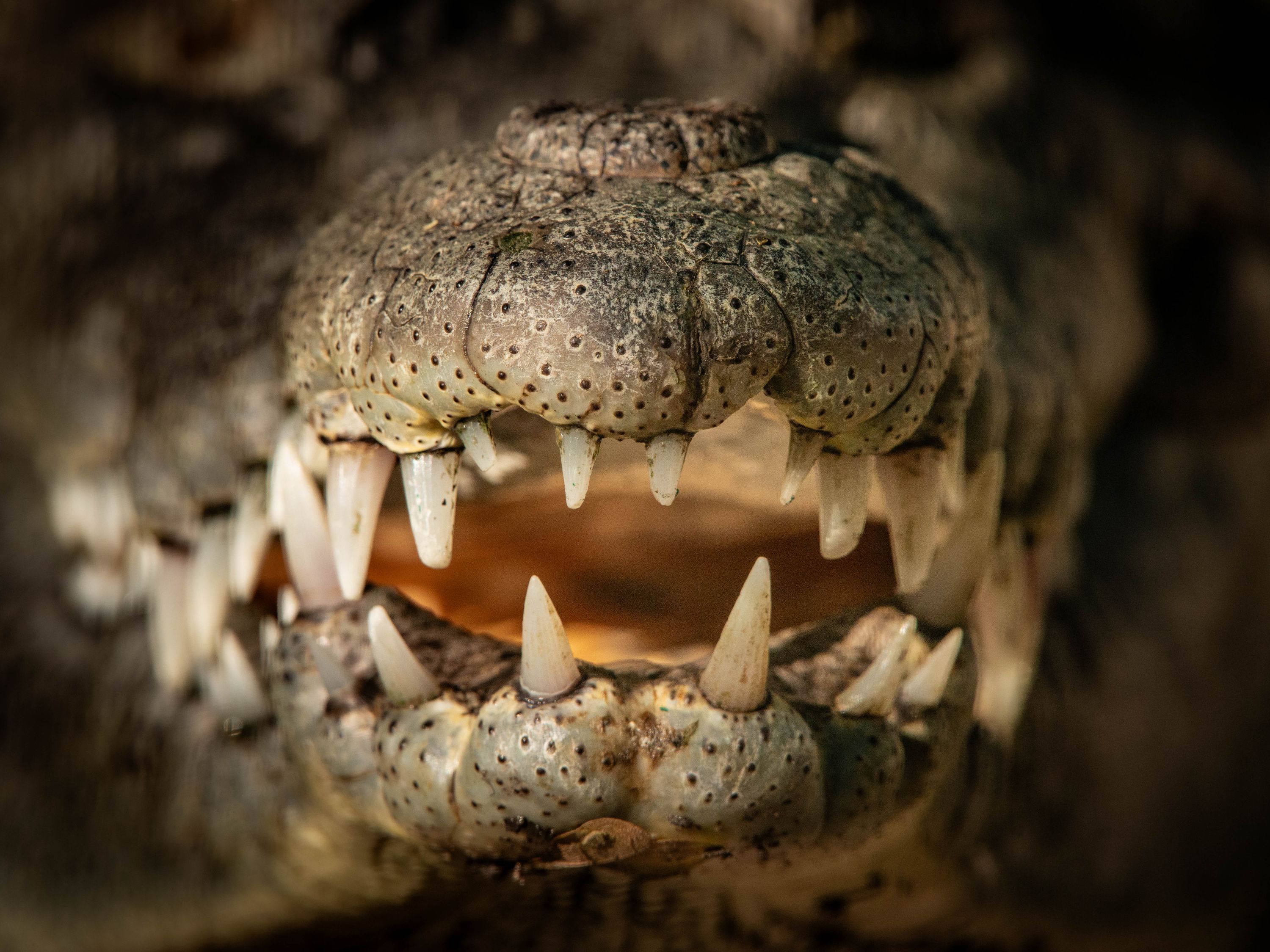 Close up of a crocodile’s open mouth