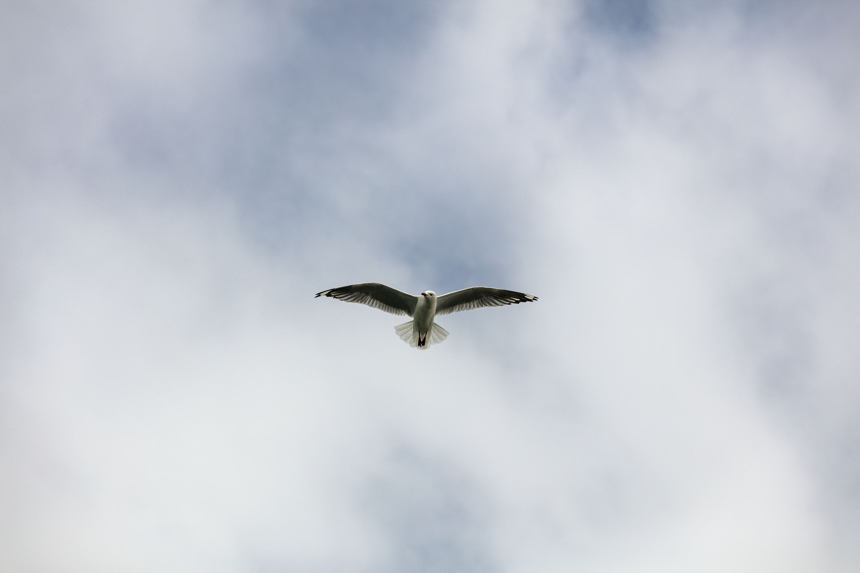 Photo of a bird with wings outstretched flying. 