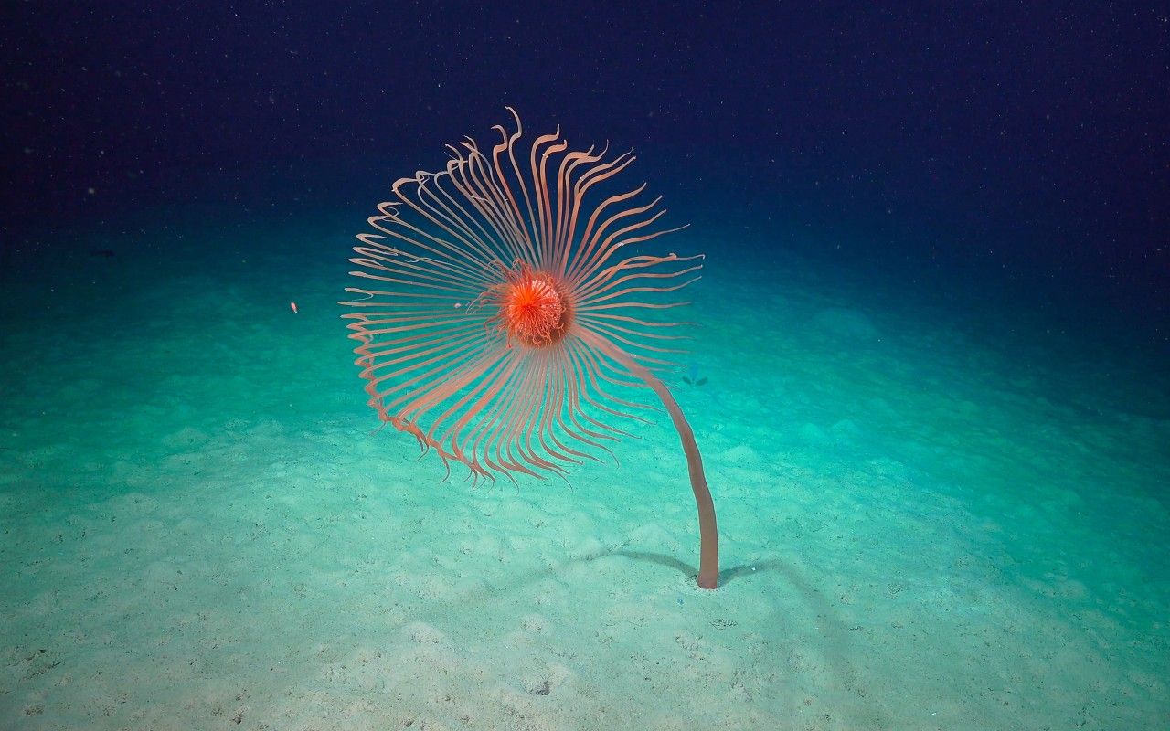 Underwater photograph showing a red plant-like creature.