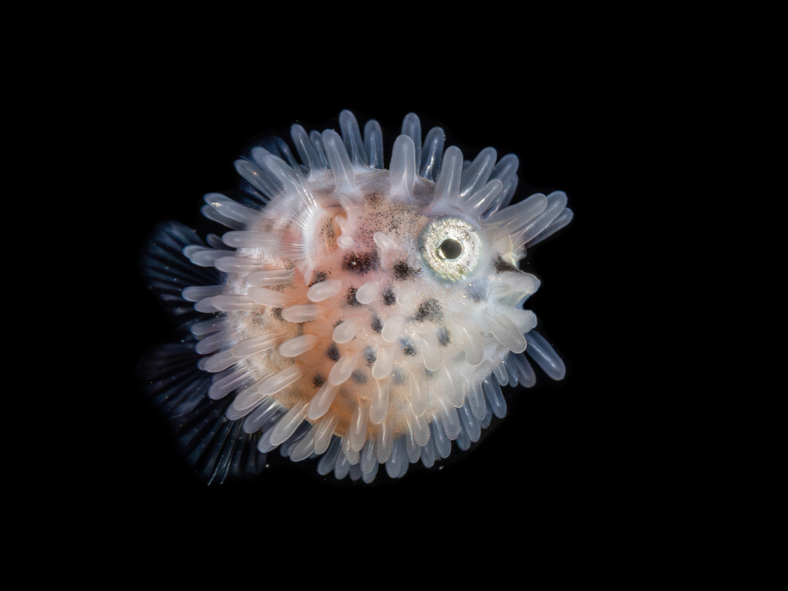 Photograph showing a close up of a small, round, baby pufferfish.