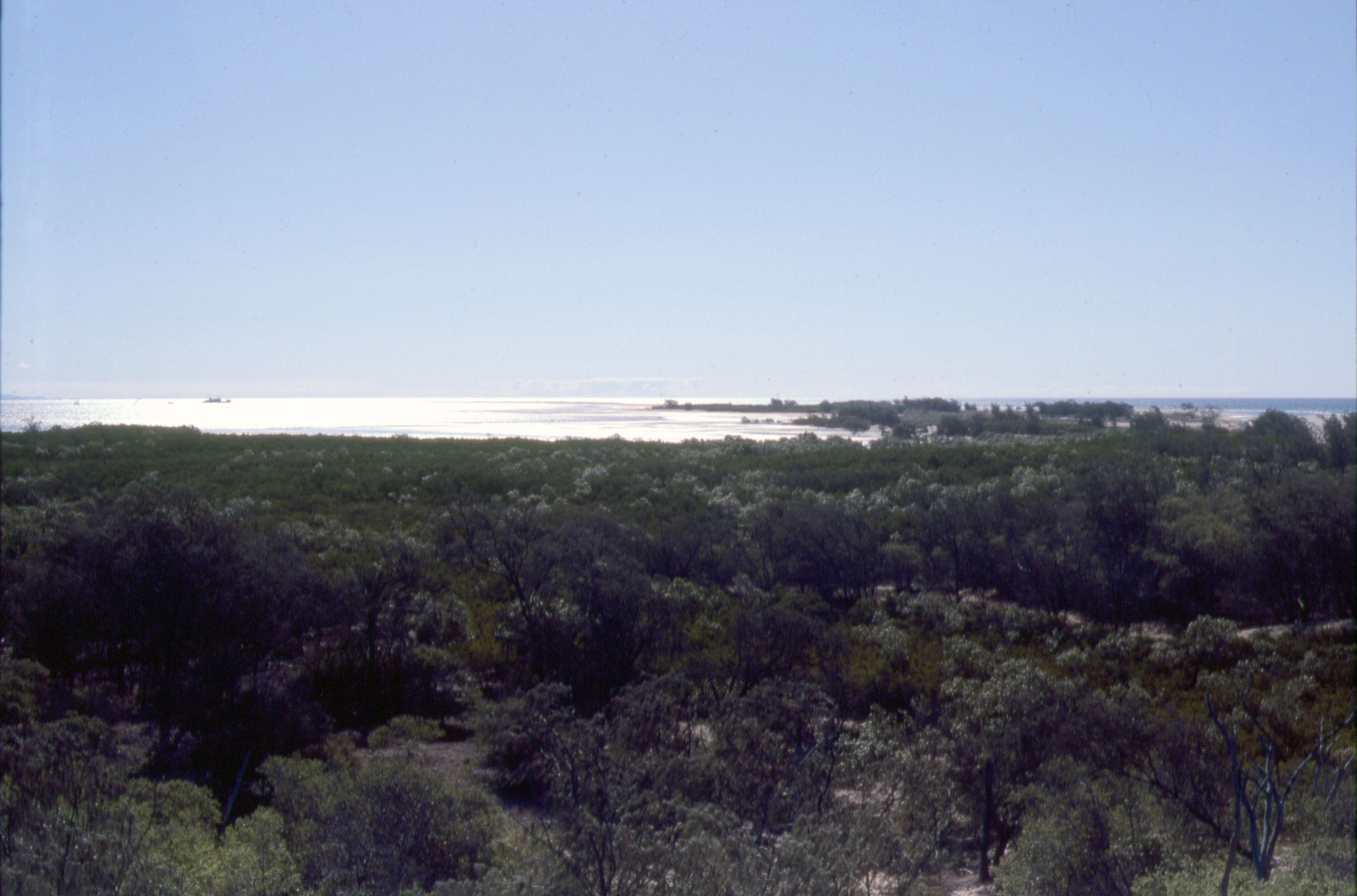 Photograph showing a low scrubland growing on a beach under a clear blue sky.