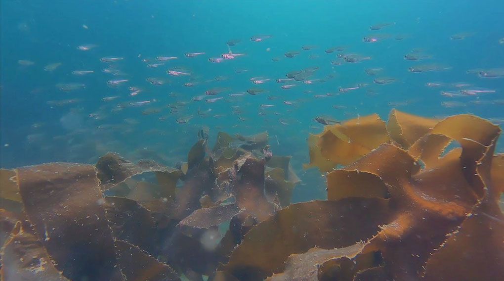 Photo taken underwater showing a large school of small, silver fish swimming over kelp plants. 