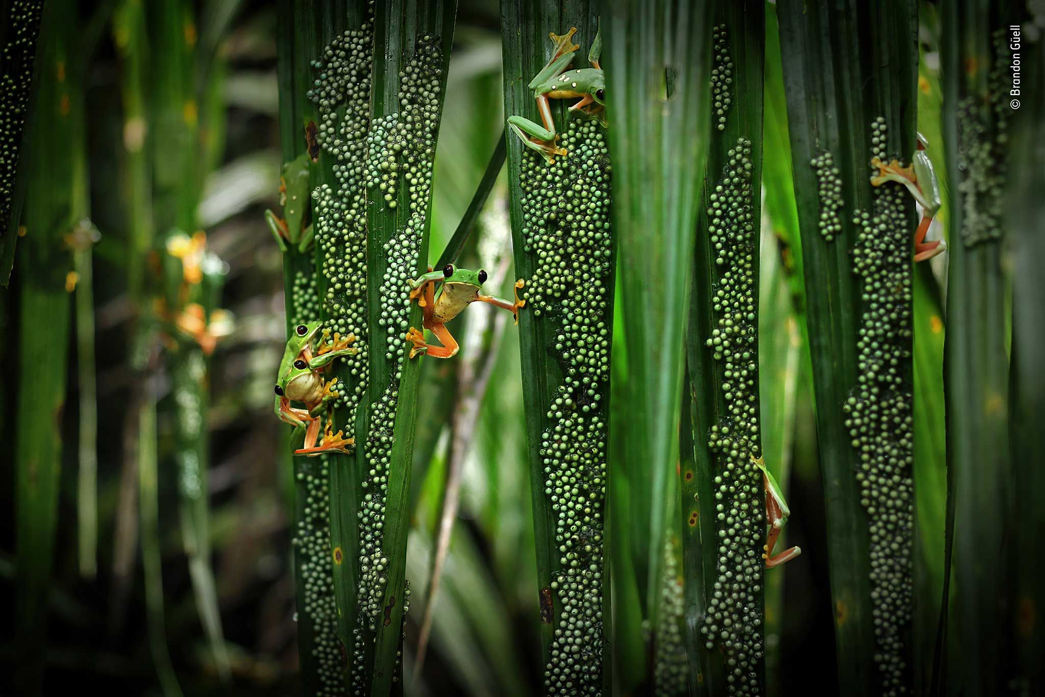 Photograph showing small green frogs on green plants. 