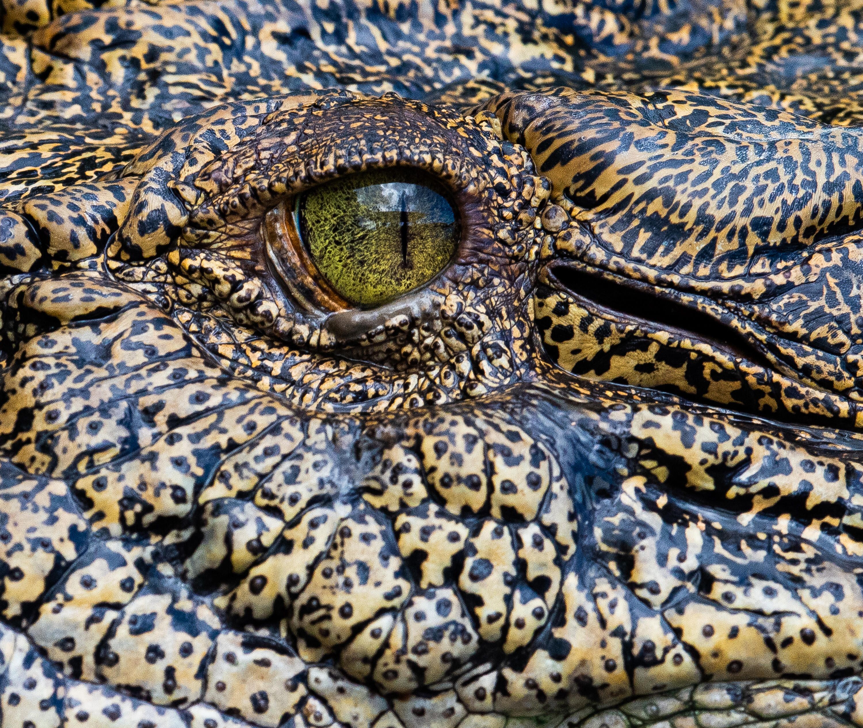 Close up photo of a crocodile’s eye